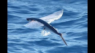 flying fish les poissons volant exocet [upl. by Rekyr]