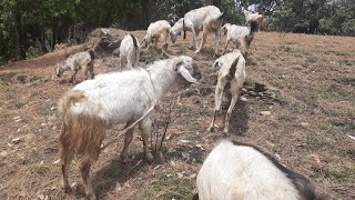 Big Goat Mating Sound [upl. by Enyawd]