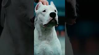 dogo argentino vs cane corso fight war [upl. by Eneroc]