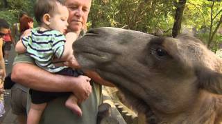 Bactrian Camel Encounter  Cincinnati Zoo [upl. by Oirasor131]