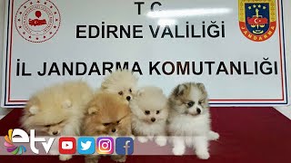 POMERANİAN CİNSİ 5 YAVRU KÖPEK YAKALANDI [upl. by Daniyal722]