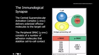 Immunology Naive t cells activation and proliferation [upl. by Adlaremse]