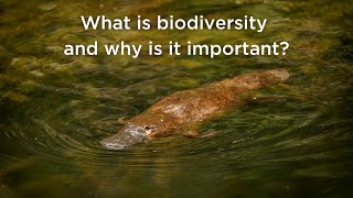 What is biodiversity and why is it important [upl. by Maccarthy]