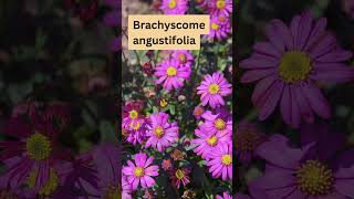 Brachyscome angustifolia Australian Native Daisies [upl. by Lalise]