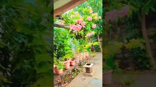 Namm mane garden song uttarkarnataka😊 almatti☺ 1176 [upl. by Yeldarb]