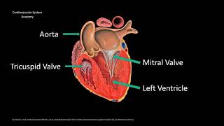 Aging Changes of the Cells Respiratory and Cardiovascular System [upl. by Koblas786]