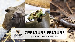 Creature Feature  Duchy College Rosewarne [upl. by Eltsirhc747]