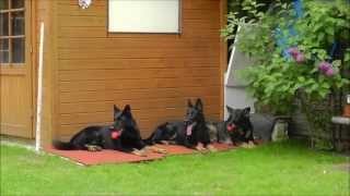 Deutsche Schäferhunde quotvom Falkenseer Sternquot Training [upl. by Ayhay]