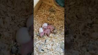 handfeed Pacific Parrotlet breeding [upl. by Valma]