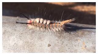 Tussock moth caterpillar [upl. by Ettenan]