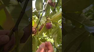 Freshly picked mangosteen is the best🤤 fyp shortvideo highlights [upl. by Tersina]