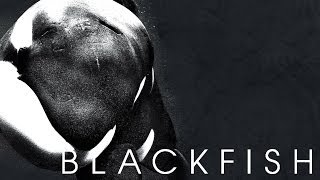 BLACKFISH Kritik Review [upl. by Shel]