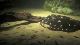 Behind the Scenes Freshwater Stingrays  California Academy of Sciences [upl. by Robb]