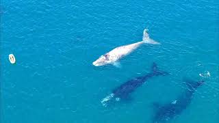 Ballenas en Necochea 🌊🐳 [upl. by Brewer]