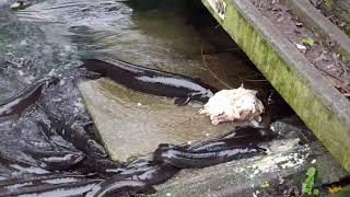 Amazing Giant Eel feeding frenzy with Matt Paku New Zealand longfin eel viral viralvideo [upl. by Arihk667]