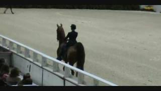 Washington International HS Saddlebred Exhibition  3gaited [upl. by Kiersten792]