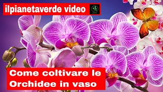 Come coltivare le Orchidee in vaso [upl. by Wilen824]