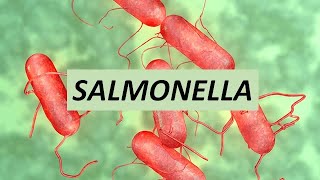 Salmonella [upl. by Eiramnaej962]