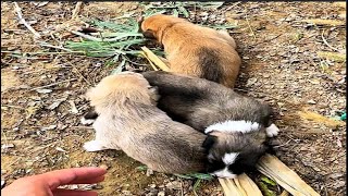 3°C below zero  3 poor puppies lying on the cold ground trembling  crying to find their mother [upl. by Izabel793]