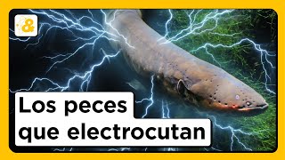 Cómo electrocutan las anguilas eléctricas y más datos impresionantes de OCEANOGRAFÍA  ¡Ojo al dato [upl. by Annayr]