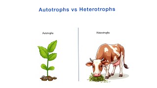 Autotrophs vs Heterotrophs  Differences  Class 10th NCERT  Science  Biology [upl. by Teddman]