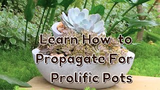 Roots of Abundance A Gardeners Guide to Plectranthus Propagation Mastery [upl. by Viguerie71]