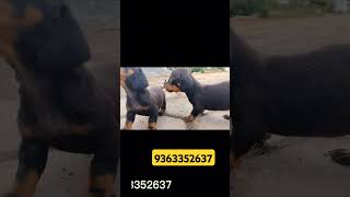 Best Dogs For First Time Owners In Tamildogs tamil puppy labrador beagle pomeranian shorts [upl. by Lankton]