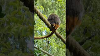 Emperor tamarin monkey in bird park Avifauna 4K [upl. by Eanat]