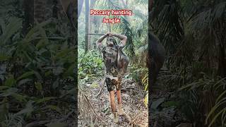 Peccary hunting in the jungle hunting [upl. by Kirimia]