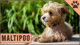 Maltipoo  Dog Breed Information [upl. by Asserac535]