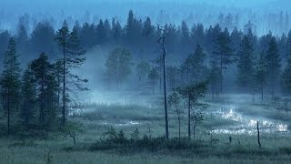 Finnish Folk Music  Forests of Finland [upl. by Oiziruam439]