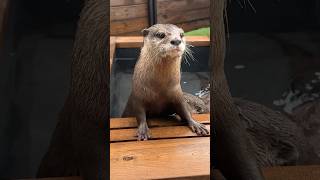 Otters Enjoying an Outdoor Bath at Home😳😳 shorts aty otter WaterSausage [upl. by Sitruk]