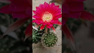 Lobivia lobiviacactus cactus gardening plants cacti flowers succulents nature garden [upl. by Osnofledi]