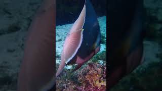 Gray Angelfish Pomacanthus arcuatus sea angel angelfish underwaterworld ocean animals [upl. by Noxas506]