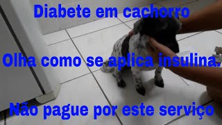 Como aplicar insulina em seu cachorro  faça você mesmo [upl. by Noerb444]