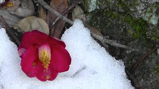 Nature scenes in Japan  winter season plants flowers and trees [upl. by Abbye]