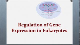 Euchromatin and heterochromatin [upl. by Athelstan554]