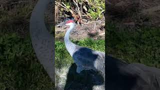 Sandhills walking the trail florida birds wildlife nature cranes [upl. by Nennerb]