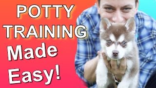 How to Potty Train your Puppy EASILY Everything you need to know [upl. by Katleen770]