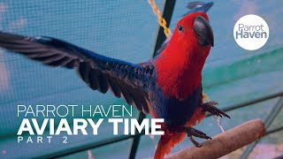 Eclectus Parrots In An Aviary [upl. by Sert]