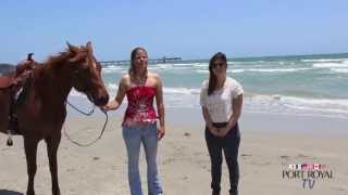 Horses on the Beach Corpus Christi [upl. by Ahsemac]