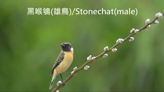 黑喉鴝StonechatSaxicola torquatussinging [upl. by Emorej]