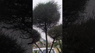 satisfying conifer spiral topiary trim [upl. by Anselmi]