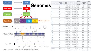 Genomes DNA Sequencing Noncoding RNA and Genetic Mutations [upl. by Ahtamas]