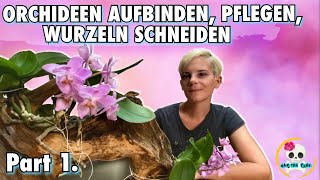 Orchideen Wurzeln richtig kürzen  Orchideen aufbinden  Orchideen Ideen  Zimmerpflanzen [upl. by Ynabla]