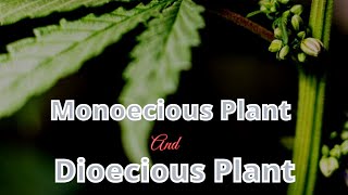 DEFINITION OF MONOECIOUS PLANT AND DIOECIOUS PLANT HINDI [upl. by Rosenkrantz]