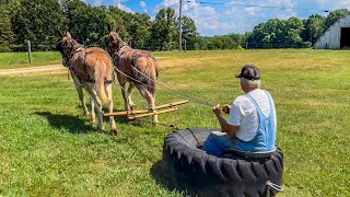 TRAINING YOUNG DRAFT MULES WITH MR SUMMERS 122 [upl. by Ahearn]