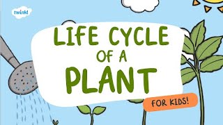 Life Cycle of a Plant for Kids  Learn Parts of a Plant 🌱  Twinkl USA [upl. by Alrrats57]