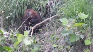 West Virginia Beaver along the Cacapon River [upl. by Nivram]