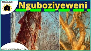 Nguboziyeweni uMhlunguthi [upl. by Pylle]